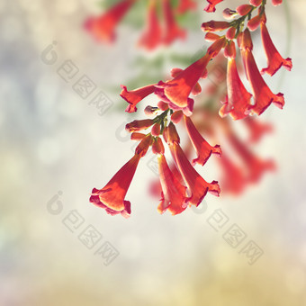 红色小喇叭花花朵