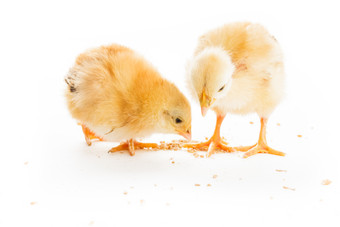 两只小鸡吃米摄影图