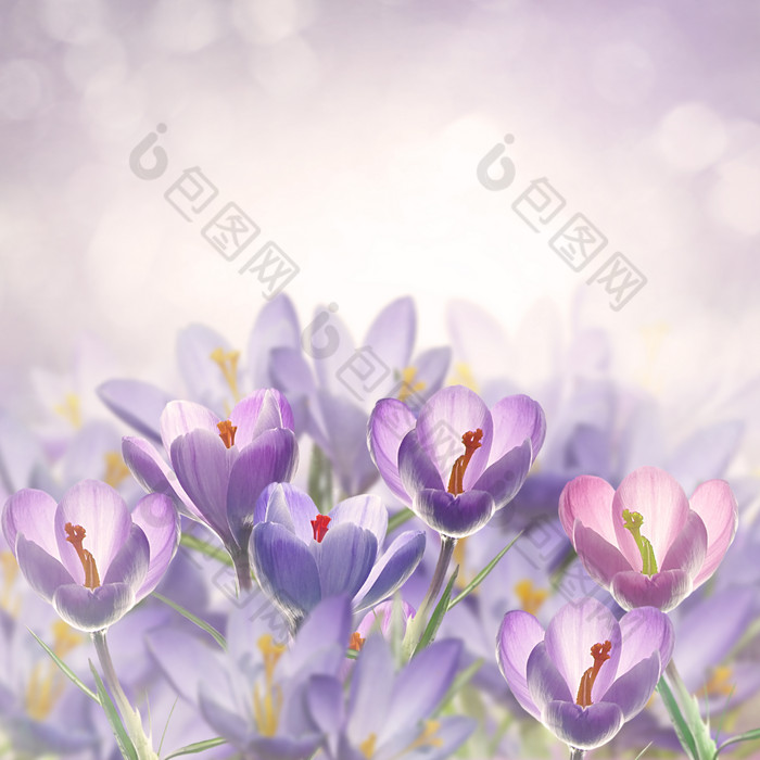 紫色番红花摄影图