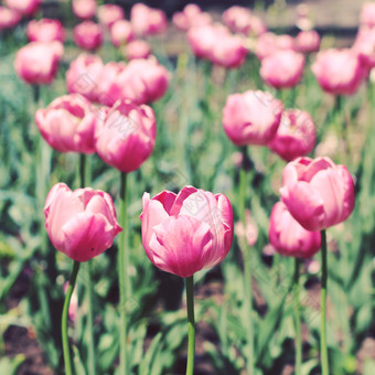 粉色花枝花卉摄影图