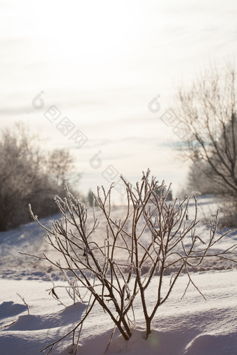 雪地上的<strong>枯树</strong>摄影图