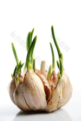 长绿芽的大蒜摄影图