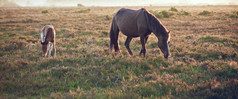 大自然草地上吃草的马