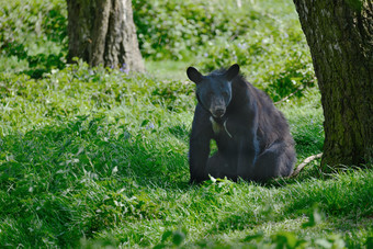 草地上坐着的黑熊