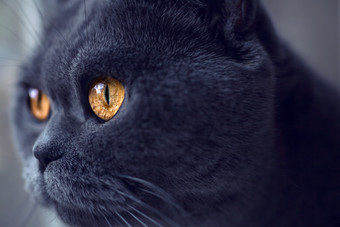 动物黑色的猫咪摄影图