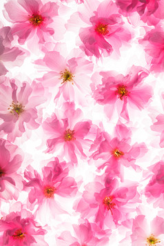 盛开的粉色花朵摄影图