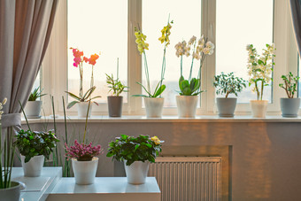 窗台上摆放的鲜花盆栽