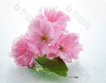 小清新粉色的花摄影图