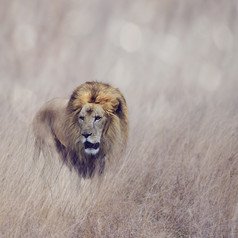 草原上的雄狮摄影图