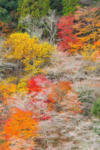 清新名古屋的秋天摄影图