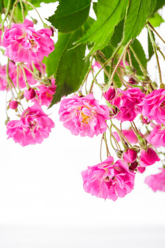粉色花卉植物摄影图
