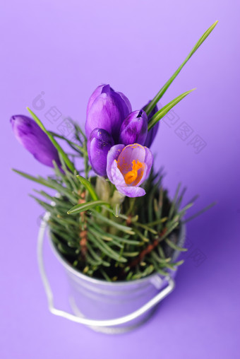 紫色背景紫色郁金香