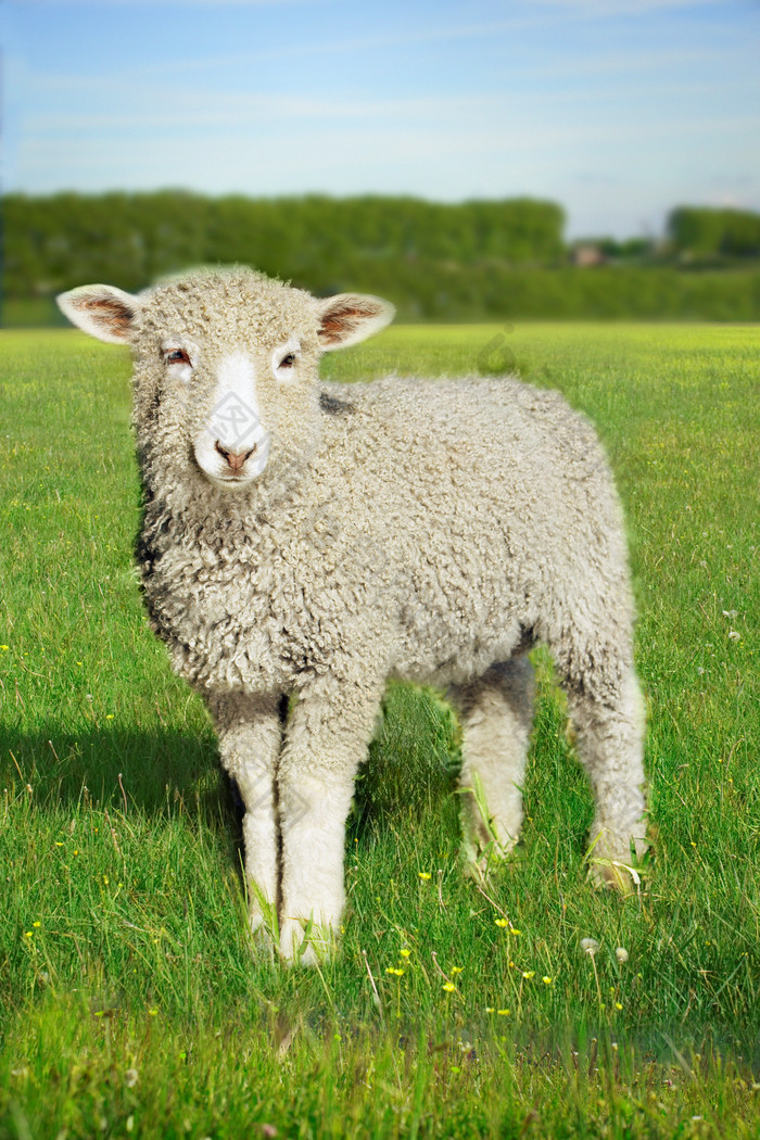 草地上一只可爱的小羊