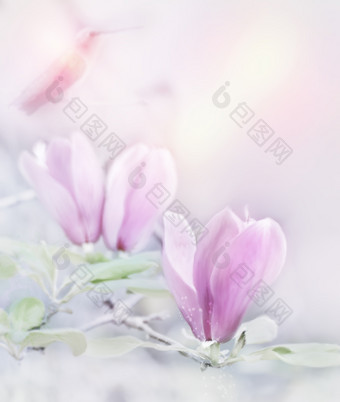 粉色木兰花花枝摄影图