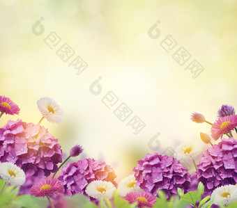 紫色和白色的花卉素材