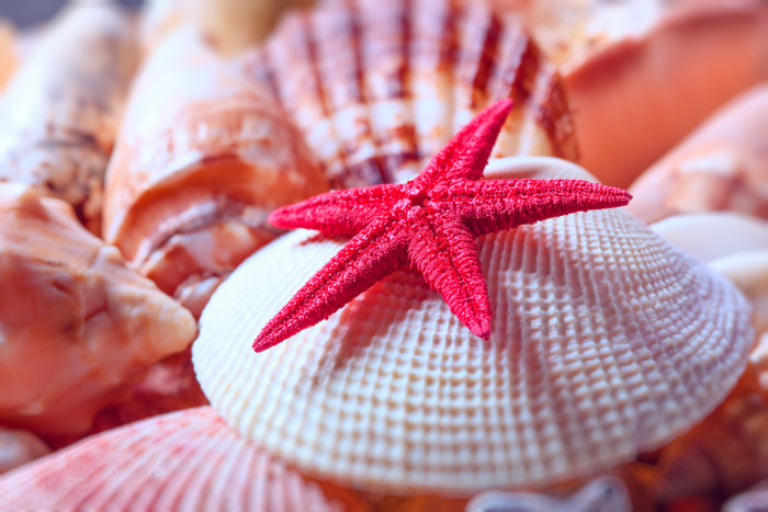 红色的海星和贝壳摄影图