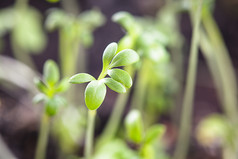 绿色植物叶子枝条