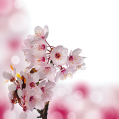 粉色樱花花卉植物