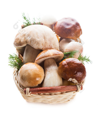 菌类蘑菇食材摄影图