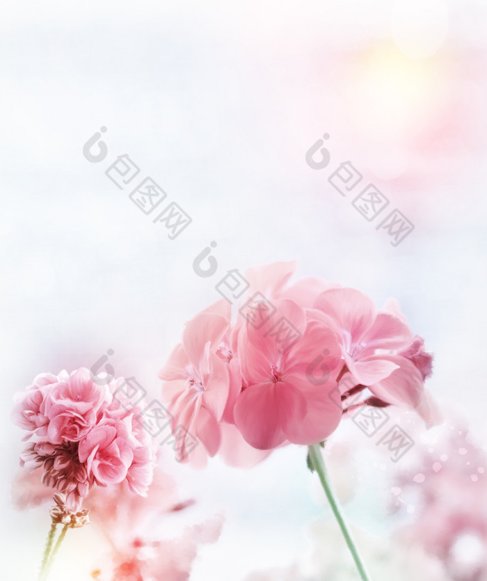 粉红色花枝鲜花摄影图