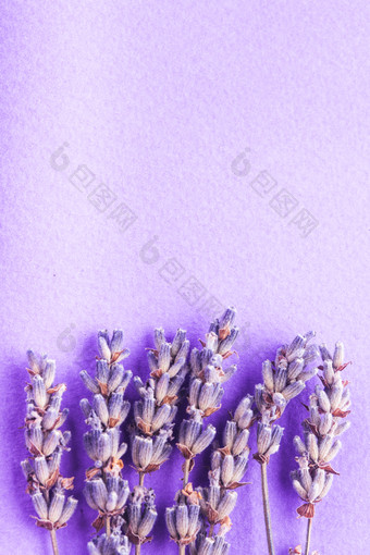 紫色背景薰衣草花卉