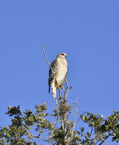 蓝色调枝头的一只鹰摄影图
