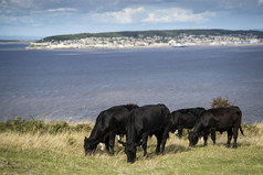 蓝色调吃草的牛群摄影图