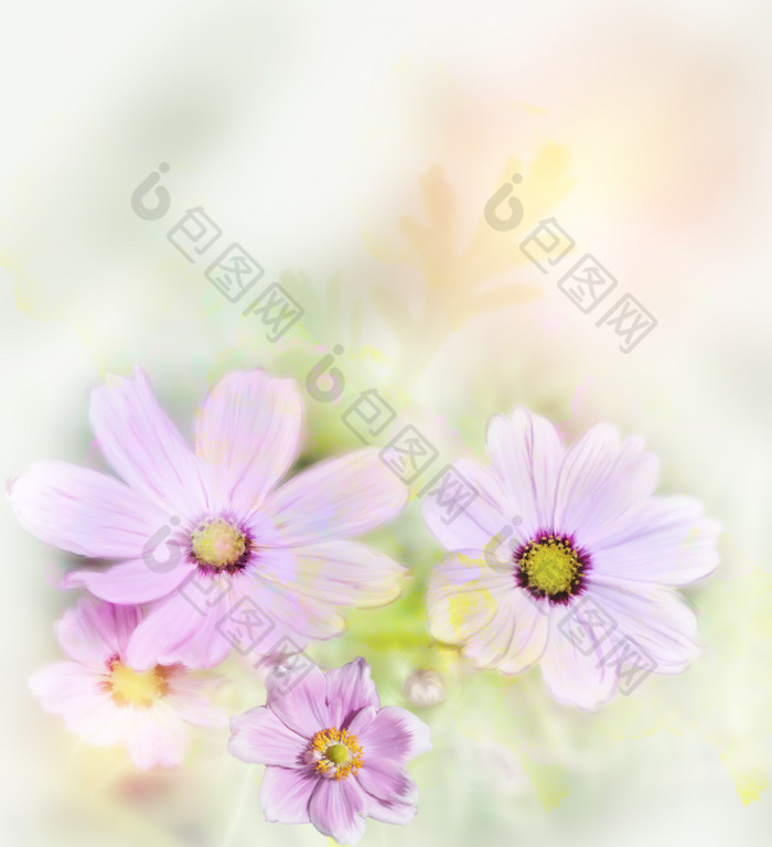 粉色雏菊小花摄影图
