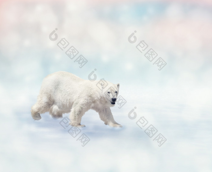 雪地里的北极熊摄影图