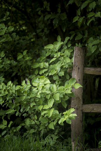木梯子边的绿植摄影图