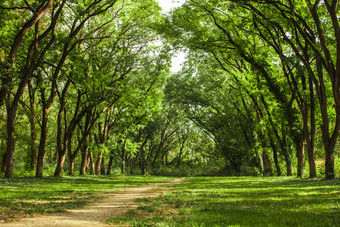 茂密的绿色树林摄影图