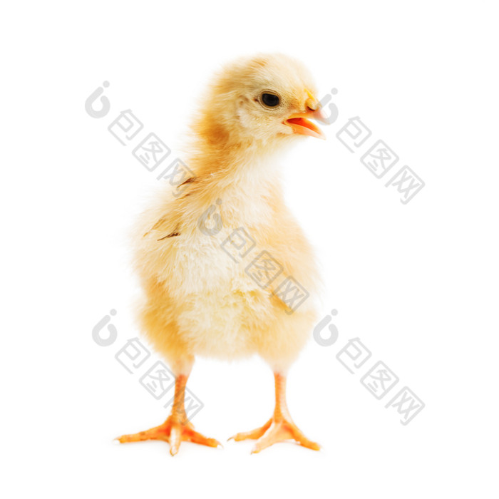 家禽动物小鸡摄影图