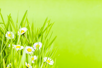 绿色草丛中的小白花