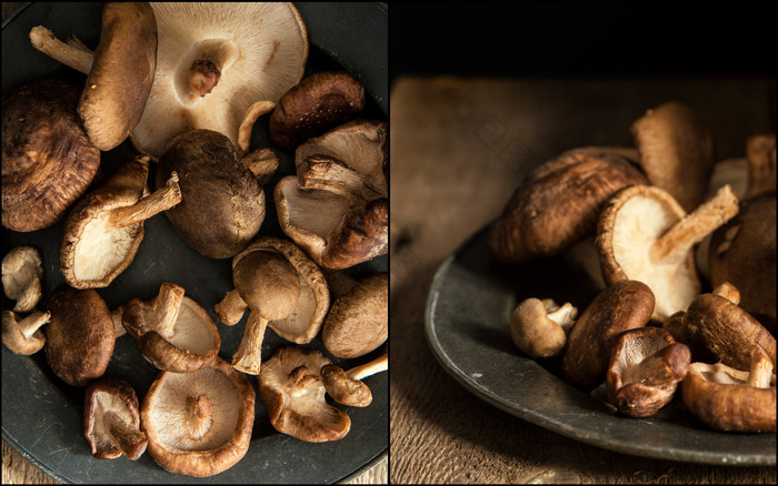 暗色调野生蘑菇摄影图