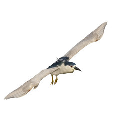 飞翔的黑冠麻鹭摄影图