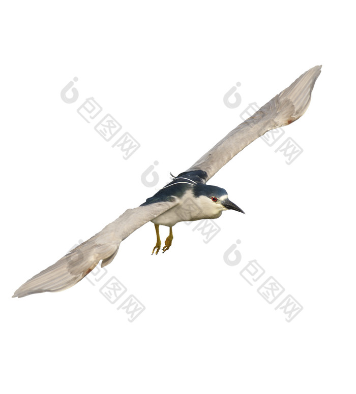 飞翔的黑冠麻鹭摄影图