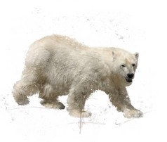 绘画上的白色北极熊