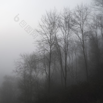 森林中的雾霾摄影图