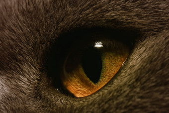 <strong>暗色调</strong>猫的大眼睛摄影图