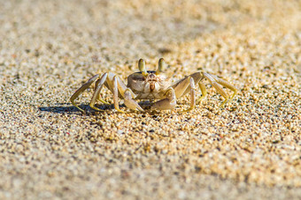 夏日海边海滩螃蟹海鲜沙砾<strong>沙子</strong>旅行