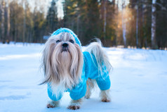 穿衣服的小狗在雪地里