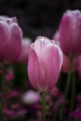 粉色郁金香花朵花卉