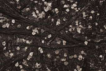 黑色调枯树摄影图