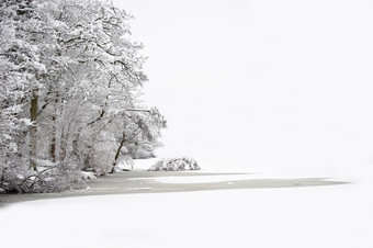 灰色调在冬天的树林摄影图