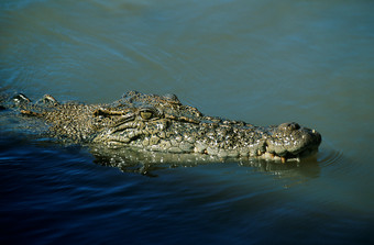 暗色调在水中的大鳄鱼摄影图