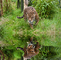 绿色调水边的豹摄影图