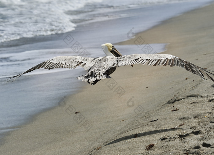 暗色调沙滩上的鸟摄影图