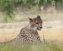 暗色调在草地上的豹子摄影图
