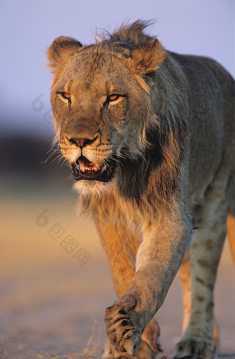 暗色调走路的狮子摄影图