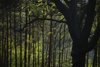 大自然<strong>森林树木</strong>植物摄影图